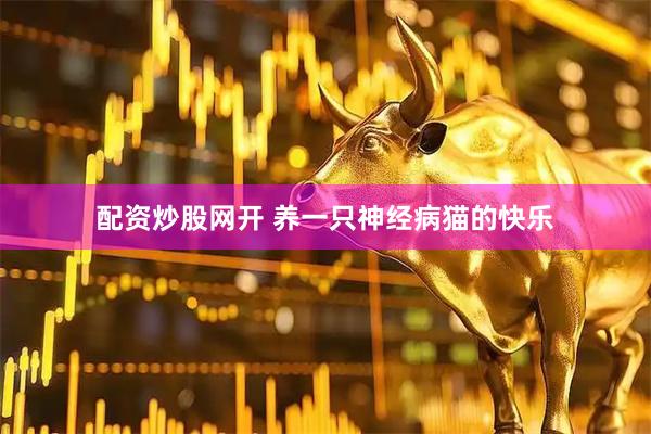 配资炒股网开 养一只神经病猫的快乐